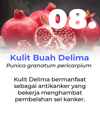 Slide Manfaat Ang Cang Lie Herbal Obat Kanker - Kulit Buah Delima